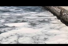 White Mucilaginous Blooms Blanket Trieste’s Molo Audace