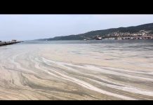 White Blooms Persist, Stirring Environmental Concerns