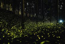 Fireflies Galore: Where and When to See These Amazing Bugs in Trieste