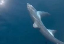 Thresher Shark Spotted in Gulf of Trieste, Remarkable for Its Unique Tail