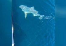 Thresher Sharks Reappear in Northern Adriatic, Signaling Shifts in Marine Ecology