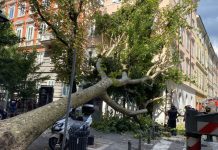 Fallen Tree on Viale XX Settembre Disrupts Morning Commute