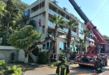 Road Closure at Miramare Junction Due to Fallen Tree
