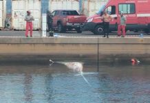 Fin Whale Carcass Recovered After Days Beneath Boats in Muggia Harbor