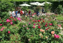 Trieste’s Dialect Theater Celebrates 40 Years of Tradition and Change