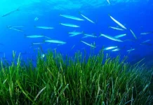 Yellowmouth Barracuda Spotted in Trieste Waters: A New Sign of Climate Change’s Reach