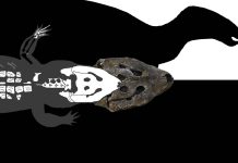 Unearthing the Past: New Fossil Discoveries Rewrite Italy’s Prehistoric History