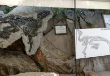 Dinosaurs in Italy? A Trieste Village Celebrates 40 Years of Discovery