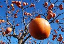Weather Secrets Hidden in Persimmon Seeds: The Legend of the Fork, Knife, and Spoon
