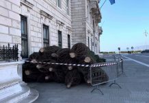 Christmas Nears as Trieste Welcomes Its Signature Holiday Trees