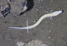 A Blind Amphibian’s Future: Conservation Leaders Gather in Slovenia to Protect the Proteus