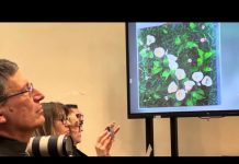 Picasso and Miró Among Treasures in Cattaruzza’s Major Art Donation to Trieste