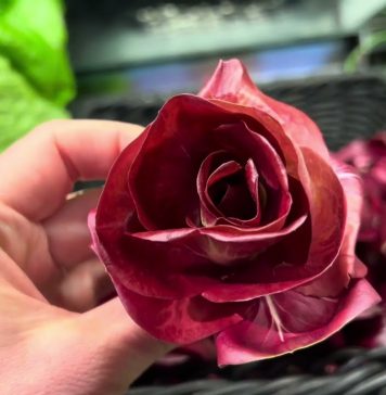 A Blooming Treasure: Rosa di Gorizia, the Radicchio That’s Redefining Fine Dining