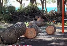 Fierce Bora Winds Uproot Pine Tree in Trieste’s Barcola Playground