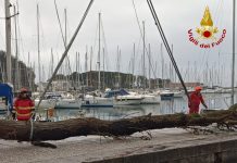 Firefighters Remove 72-Foot Tree Blocking Harbor in Sistiana