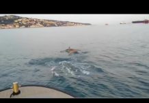 Dozens of Dolphins Spotted in the Gulf of Trieste, Raising Interest Among Experts