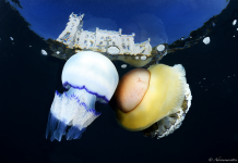 Trieste to Host International Underwater Photography Competition