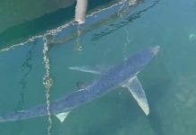 Shark in the City: Blue Beauty Glides Through Trieste Waters