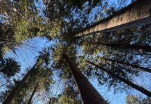 FVG’s Ancient Trees May Hold the Key to Climate Resilience