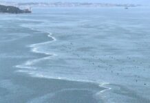 Isonzo River Creates Sharp Color Divide in Gulf of Trieste