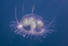 An Alien Jellyfish in the Depths of the Timavo: A Groundbreaking Discovery by Trieste’s Scientists