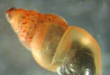 New Zealand Mud Snail Found in Trieste’s Underground Waterways