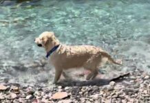 Italy Offers Free Train Travel for Pets in Bid to Curb Summer Abandonment