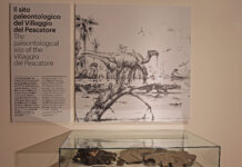 At Trieste’s Natural History Museum, Dinosaurs of the Carso Come to Life