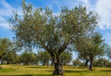 Trieste to Host the Ninth Edition of “Camminata tra gli Olivi” in October 2025