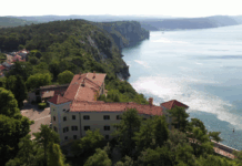 At UWC Adriatic, a Film Explores the Deep Roots of the Olive Tree