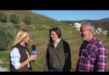 San Martino Tradition Brings Visitors to Friuli Venezia Giulia’s Open Cellars