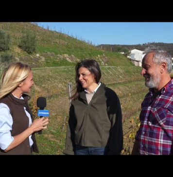 San Martino Tradition Brings Visitors to Friuli Venezia Giulia’s Open Cellars