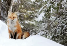 Discover How Animals Survive Winter at Trieste Natural History Museum