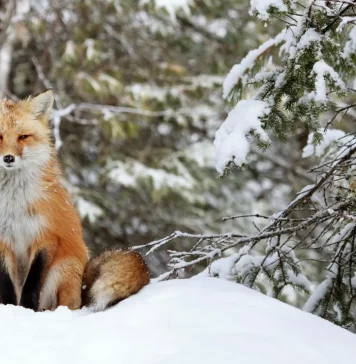 Discover How Animals Survive Winter at Trieste Natural History Museum