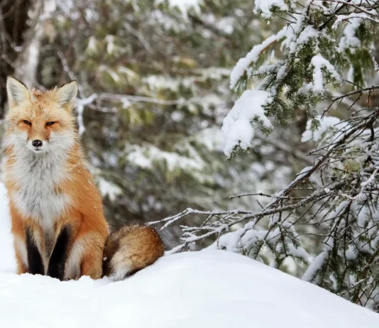 Discover How Animals Survive Winter at Trieste Natural History Museum