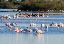 Flamingos Turn the Lagoons of Grado Pink Each Winter