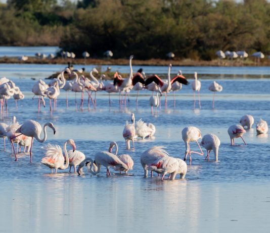 Flamingos Turn the Lagoons of Grado Pink Each Winter