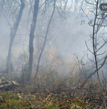 Fire Near Aurisina Moves Into Containment Phase as Crews Remain on Scene