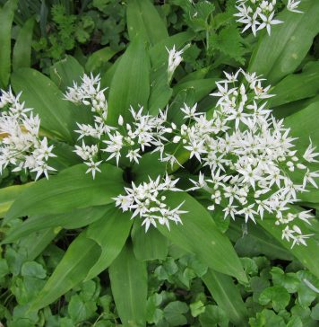 Bear Garlic: A Hidden delicacy of Friuli Venezia Giulia, and a Deadly Risk