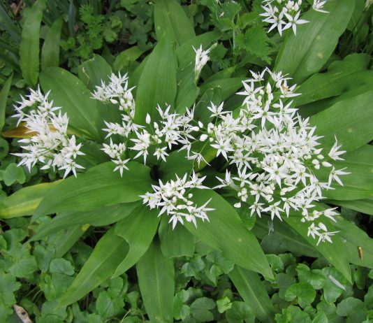 Bear Garlic: A Hidden delicacy of Friuli Venezia Giulia, and a Deadly Risk