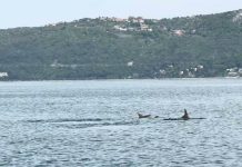When Dolphins Steal the Weekend in the Gulf of Trieste