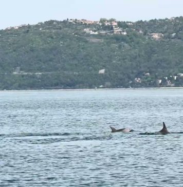 When Dolphins Steal the Weekend in the Gulf of Trieste