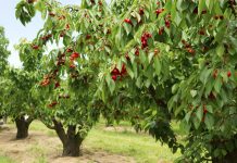 Cherry Festival Opens in Caresana, Marking 63 Years of Tradition