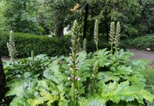 Acanthus in Bloom: Trieste’s San Giovanni Park and the Living Legacy of Classical Architecture