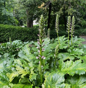 Acanthus in Bloom: Trieste’s San Giovanni Park and the Living Legacy of Classical Architecture