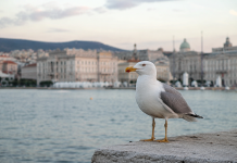 Trieste Updates Ban on Feeding Wild Animals