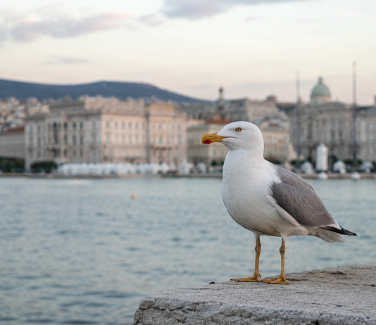 Trieste Updates Ban on Feeding Wild Animals