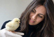 Rhythmic Motion May Do More Than Calm: Study Finds It Can Also Produce Positive States in Chicks
