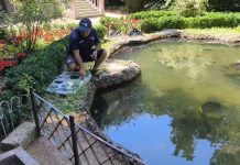 Fish Die-Off at Historic Trieste Park Linked to Low Oxygen Levels Amid Heat Wave