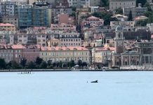 Dolphins Steal the Show in Trieste’s Summer Spectacle